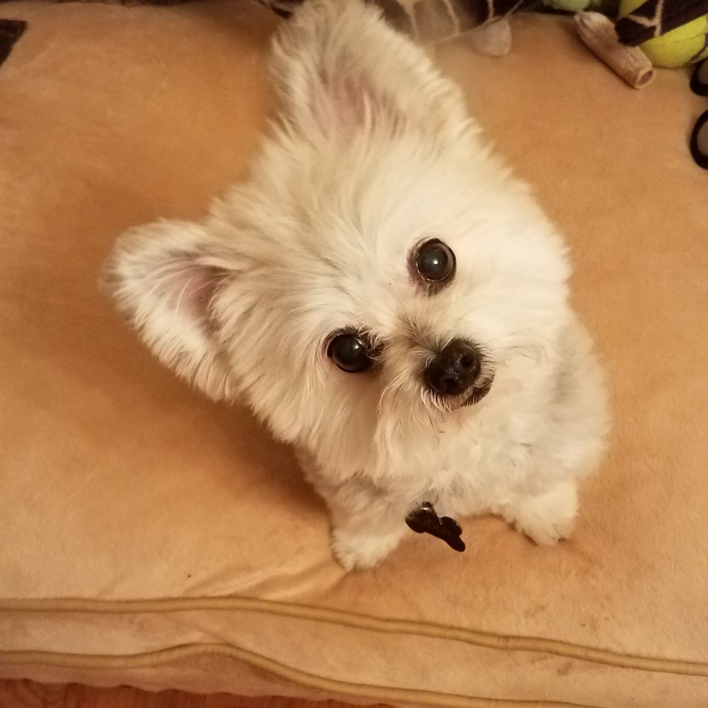 Meet your Posher, Eleni